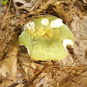 Tacky Green Russula