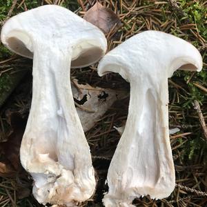 Sweetbread Mushroom