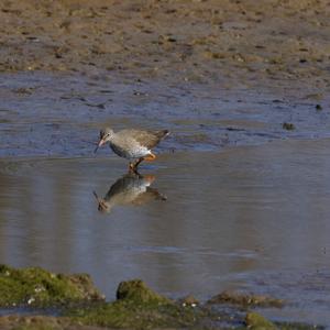 Common Redshank