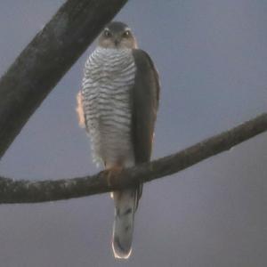 Eurasian Sparrowhawk