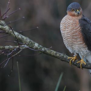 Eurasian Sparrowhawk