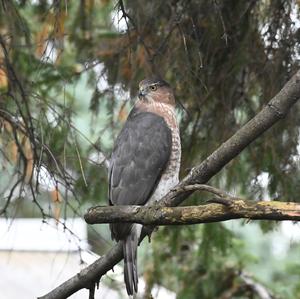 Cooper's Hawk