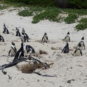 African Penguin