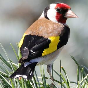 European Goldfinch