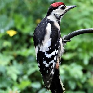 Great Spotted Woodpecker