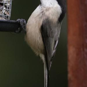 Willow Tit