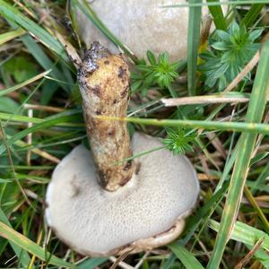 Grey Larch Bolete