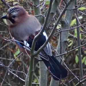 Eurasian Jay