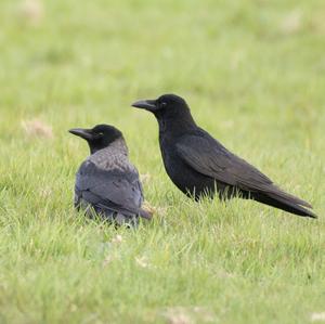 Hooded Crow