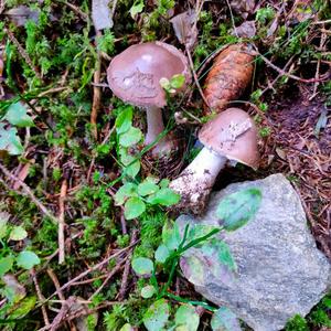 Grey-veil Amanita