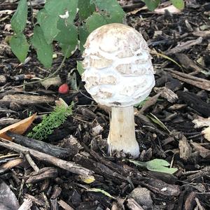 Shaggy Parasol