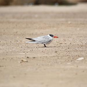 Caspian Tern