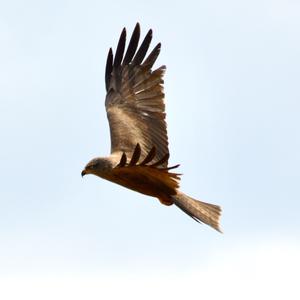 Black Kite