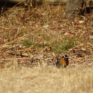 Cape Robin-chat