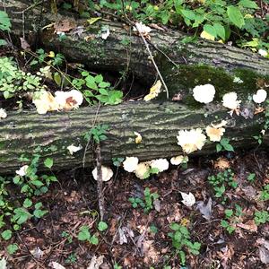 Oyster Mushroom