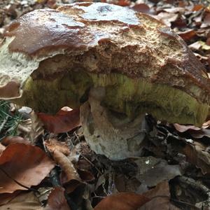 King Bolete