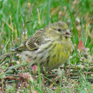 European Serin