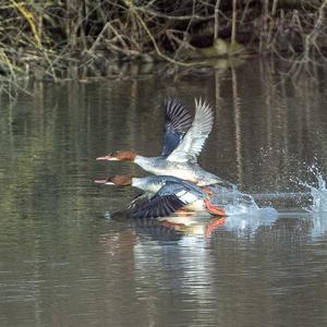 Common Merganser