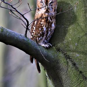 Tawny Owl