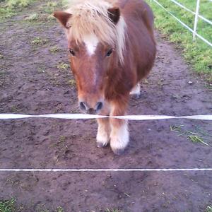 Shetland Pony