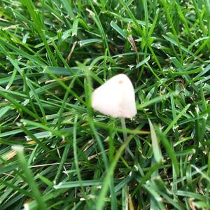 Coprinus auricomus