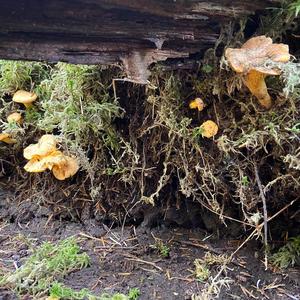 Chanterelle, Common