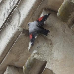 Wallcreeper