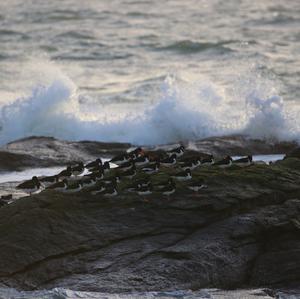 Eurasian Oystercatcher