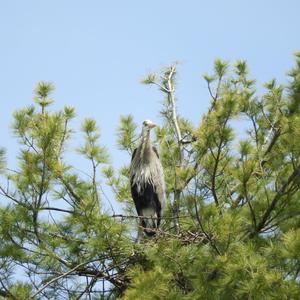 Great Blue Heron