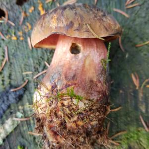 Dotted-stem Bolete