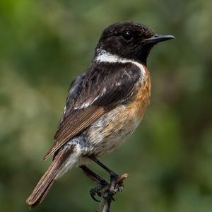 European stonechat