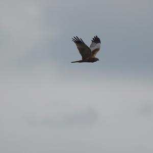 Western Marsh-harrier