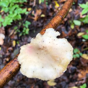 Black-footed Polypore