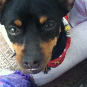 Unknown Breed