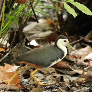 White-breasted Waterhen