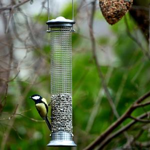 Great Tit