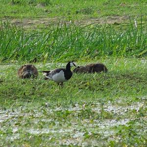 Barnacle Goose