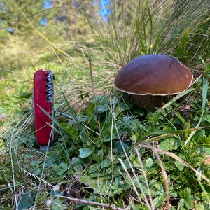 King Bolete