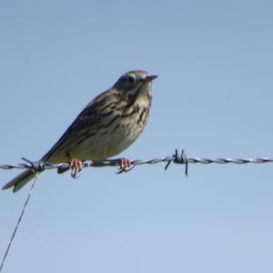 Meadow Pipit