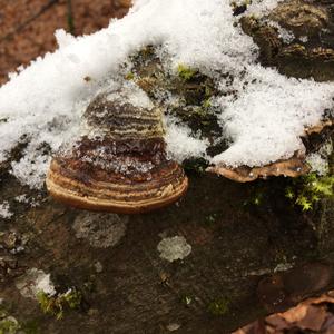 Tinder Polypore