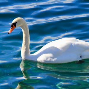 Mute Swan