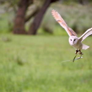 Eurasian Eagle-owl