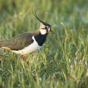 Northern Lapwing