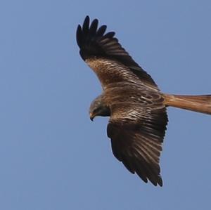 Red Kite