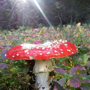 Fly Agaric