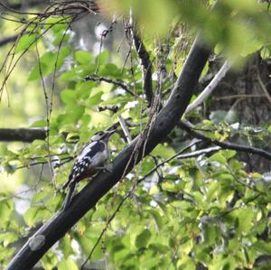 Great Spotted Woodpecker