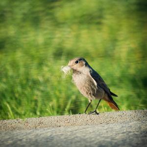 Black Redstart