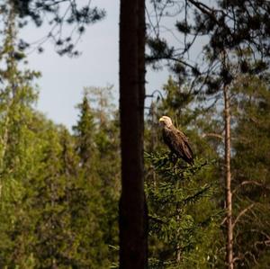 White-tailed Eagle