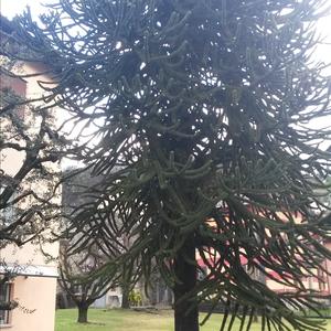 Monkey-puzzle Tree