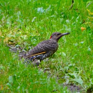 Northern Flicker